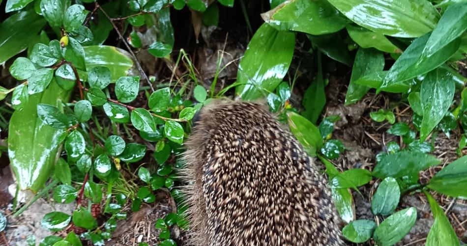 Igel