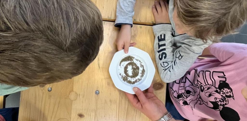 Vom Samen zur Karotte