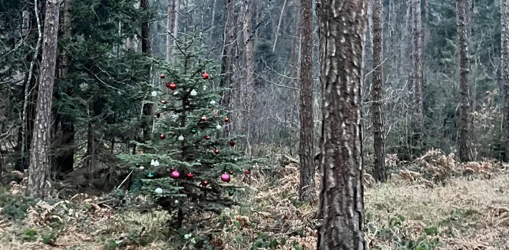 Vs Terfens Vomperbach Wald