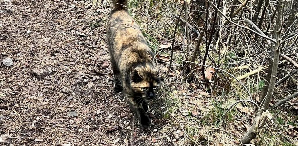 Vs Terfens Vomperbach Wald