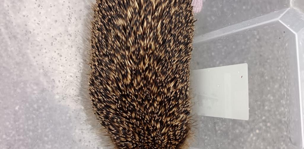 Igel